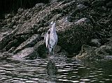 Galapagos 8-1-03 Santa Cruz Black Turtle Cove Great Blue Heron We see a great blue heron standing motionless on a lava rock on the shore of Black Turtle Cove waiting for an opportunity to grasp a passing fish with its bill.
